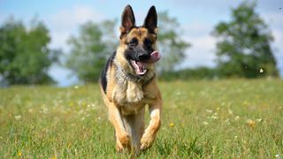 a German Shepherd running across the grass