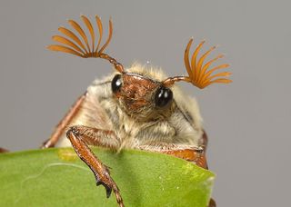 Cockchafers: Not keen on the heat (©Alamy)