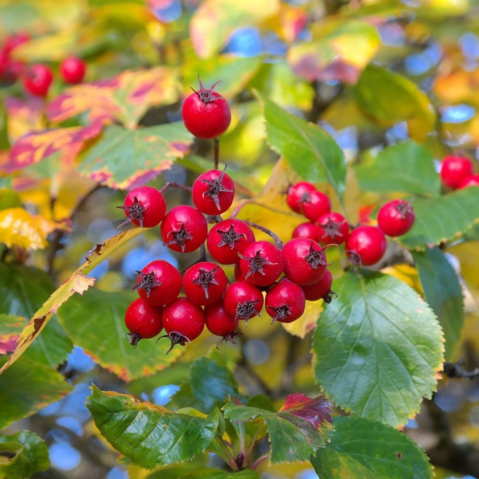 Crataegus Persimilis 'prunifolia'
