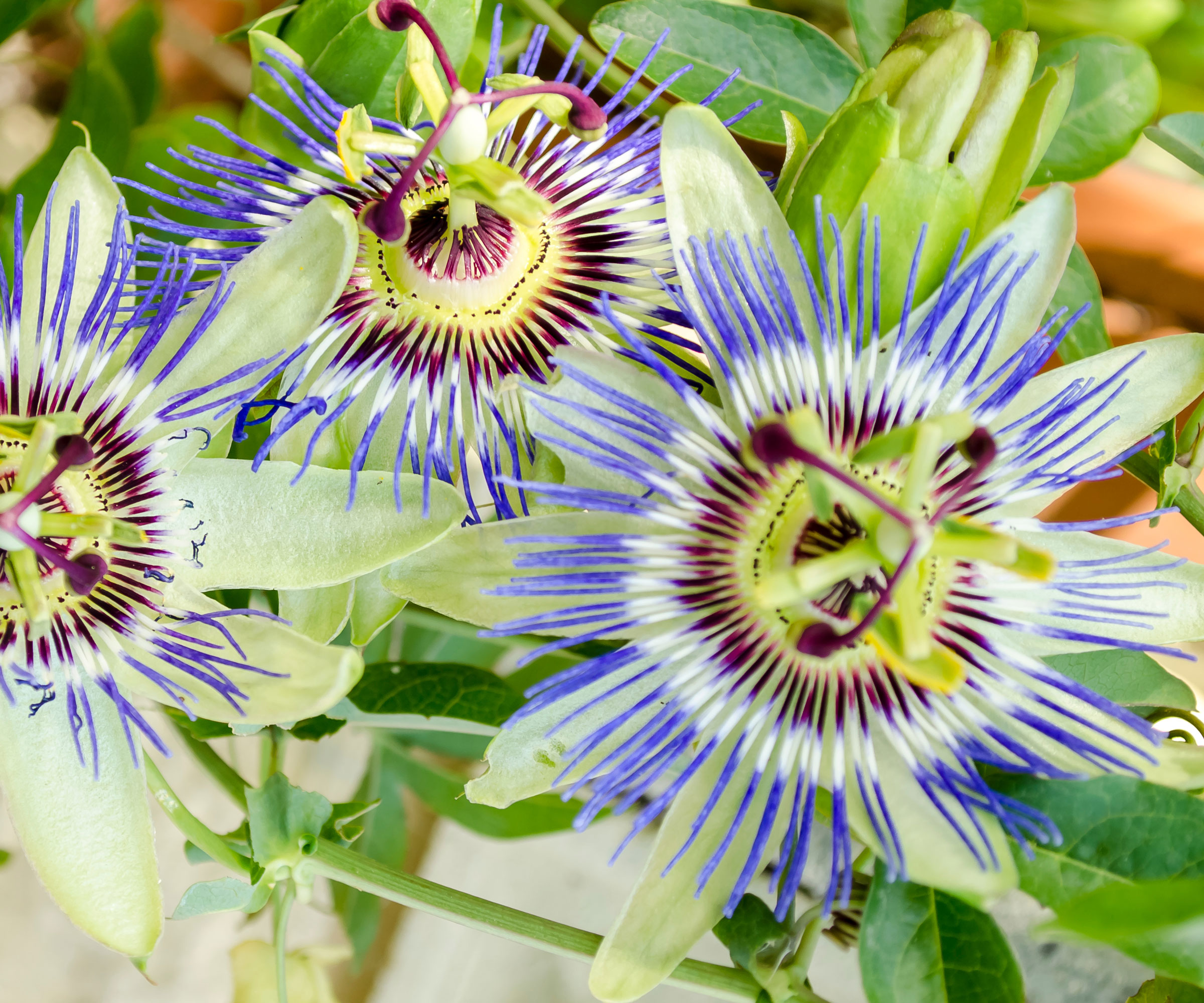 blue passion flowers on vining plant in garden