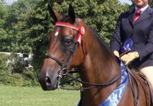 Daldorn_Racing_Bow.jpg