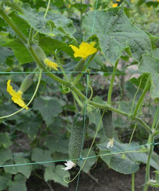 cucumber plants growing in the kitchen garden at Hawkstone Hall