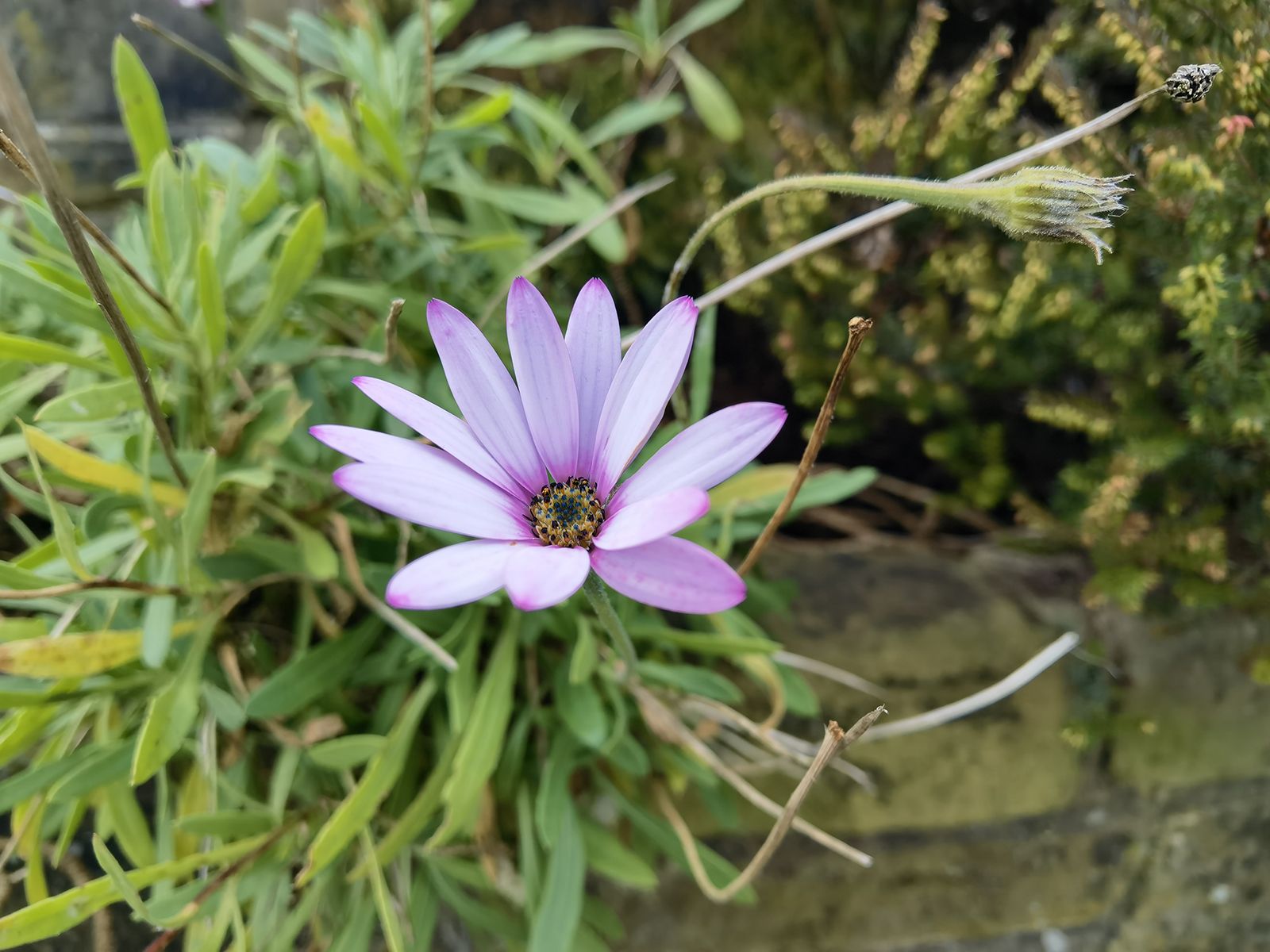 Huawei Mate 40 Pro camera sample