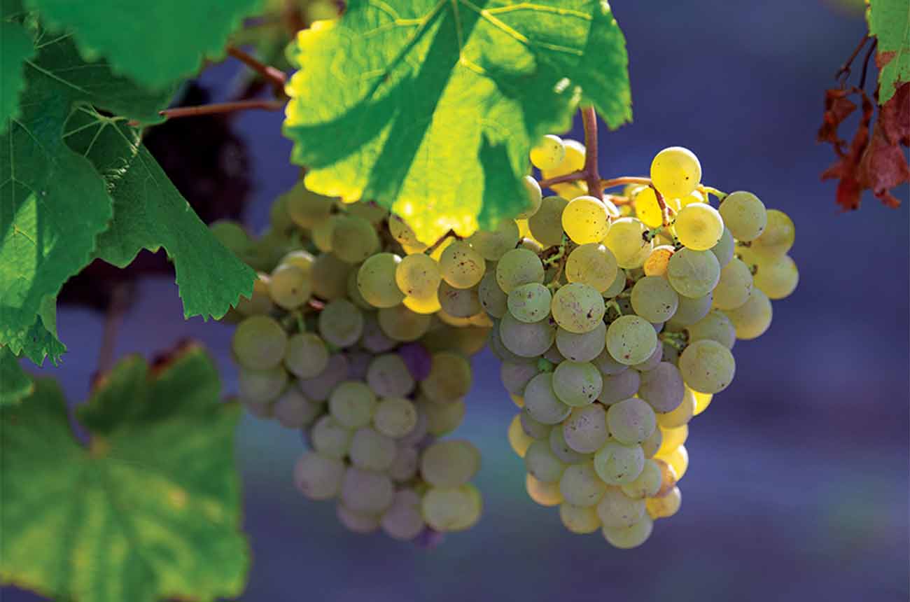 Ch&amp;acirc;teau Bastor-Lamontagne grapes