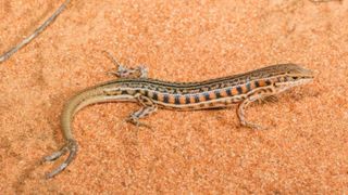 An Australian barred wedgesnout skink lizard (Ctenotus schomburgkii) with two tails.