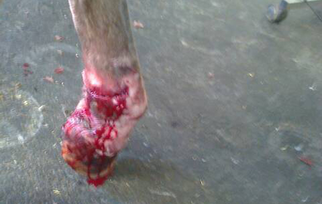 Dog attack 11.09.2015 03