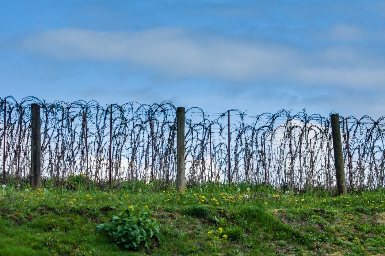 rsapberry trellis