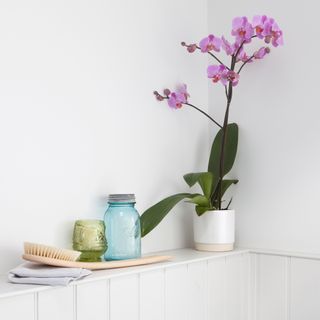 Purple orchid in white pot on panelled shelf
