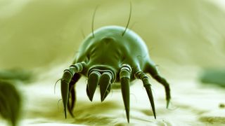 Illustration of a dust mite
