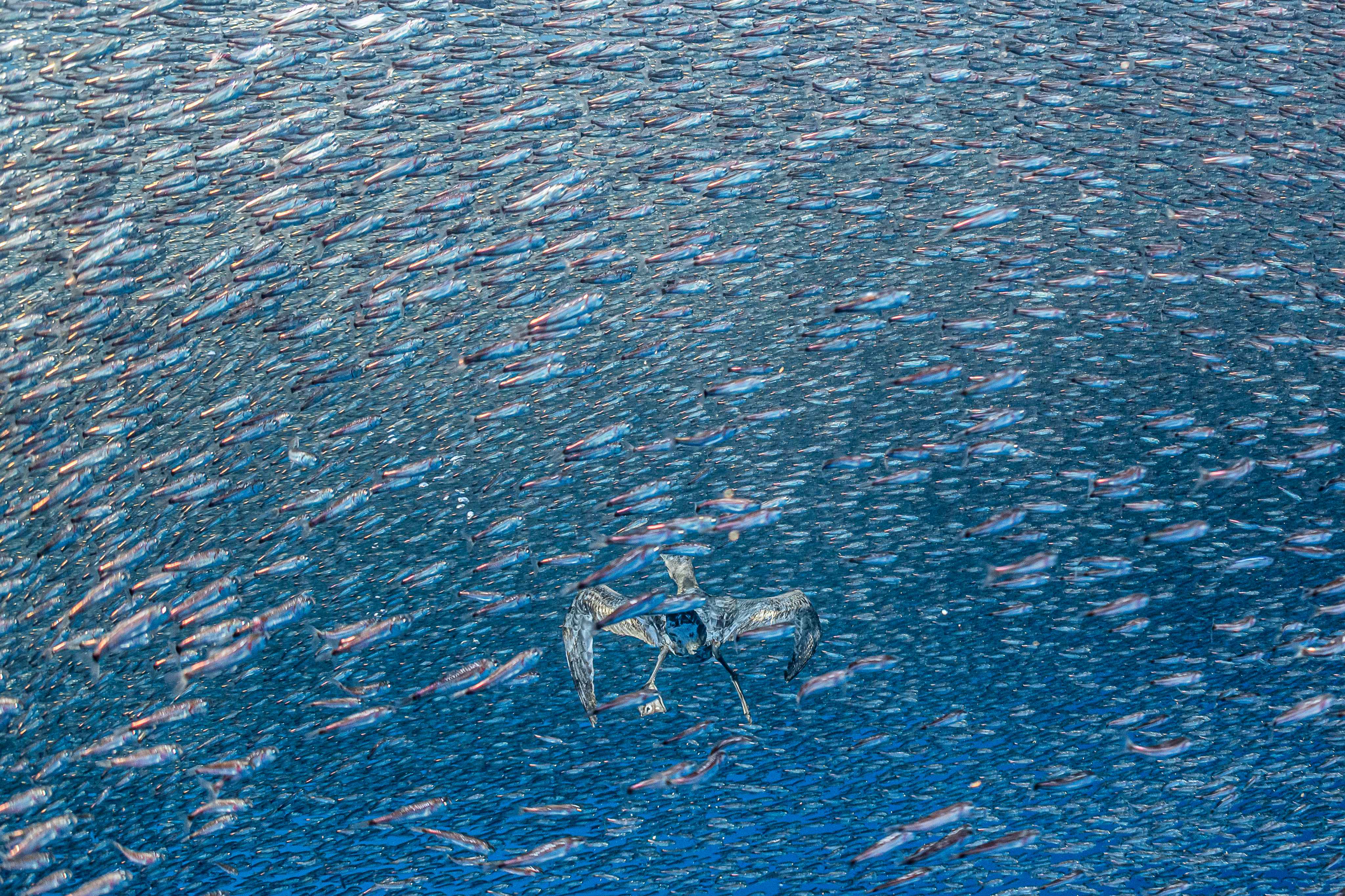 A wedge-tailed shearwater dives through a vast school of lanternfish beneath the surface off Costa Rica, the bird tiny and wings outstretched amid thousands of silver fish