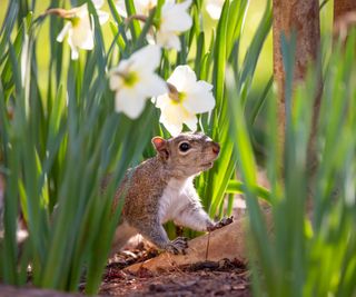 Close up of squirrel under daffodil flowers
