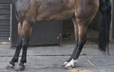 laminitis-1.jpg