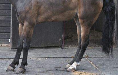 laminitis-1.jpg