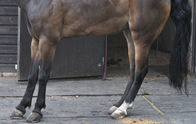 laminitis-1.jpg