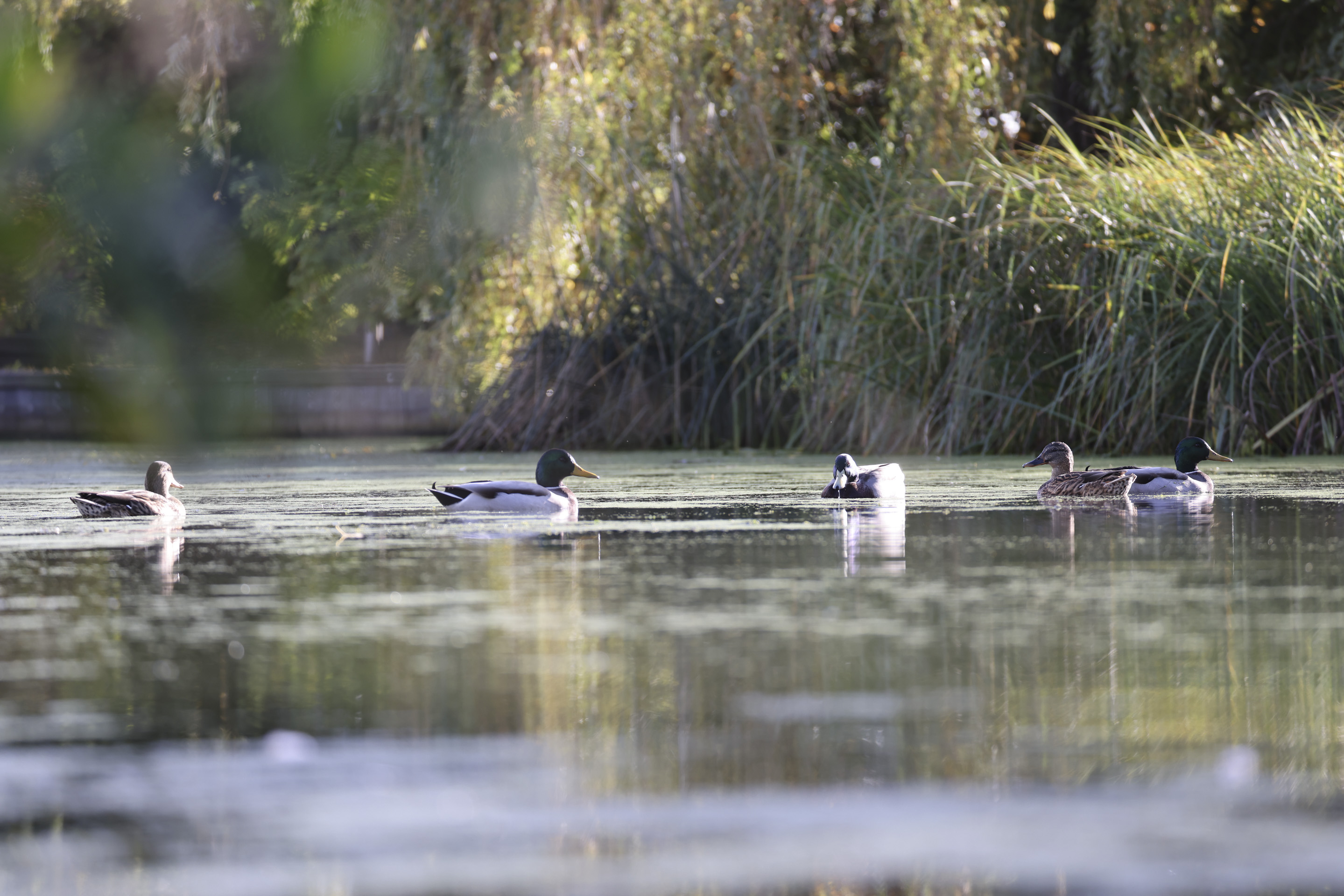 Ducks in a sunlit pond taken with the Canon RF 200-800mm F6.3-9 lens at its 200mm setting