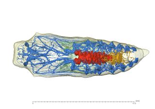 A pupa visualized with ct scanning