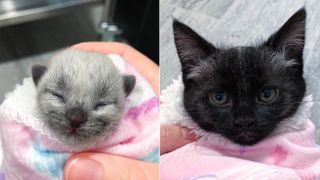 A photo of a kitten at birth with fever coat beside another photo showing fever coat disappearing several weeks later