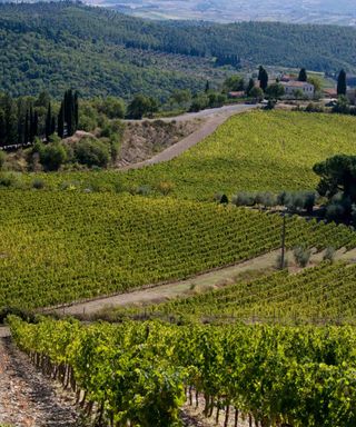 View over vineyards in Chianti, Tuscany - Buy property in Europe