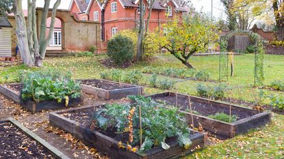 Victorian garden in the UK with vegetables growing in raised beds 