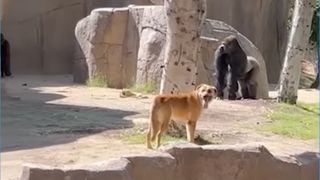 dog in a gorilla enclosure