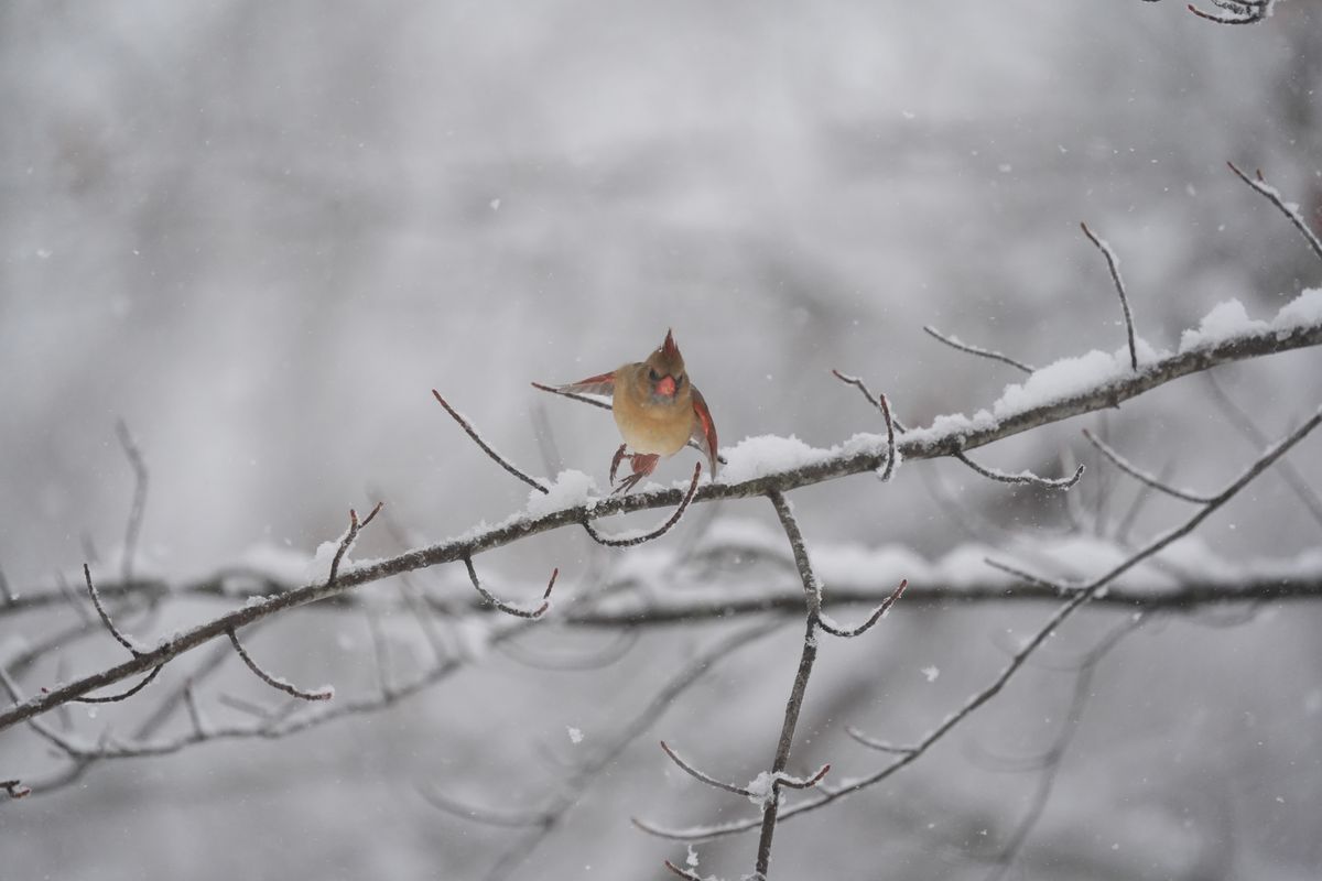 A bird photo taken with the Sony A7 V and FE 200-600mm f/25.6-6.3 G OSS