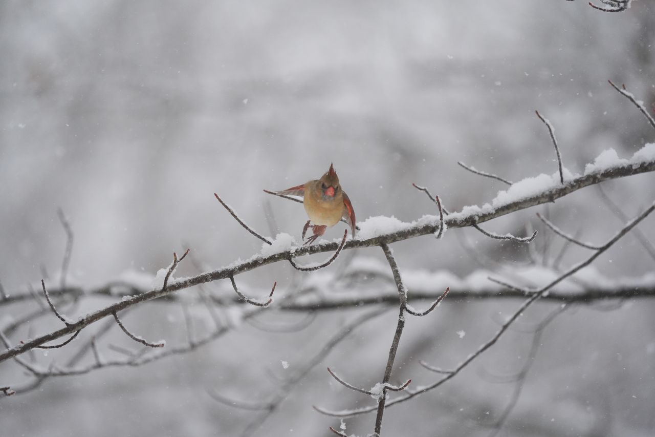 A bird photo taken with the Sony A7 V and FE 200-600mm f/25.6-6.3 G OSS