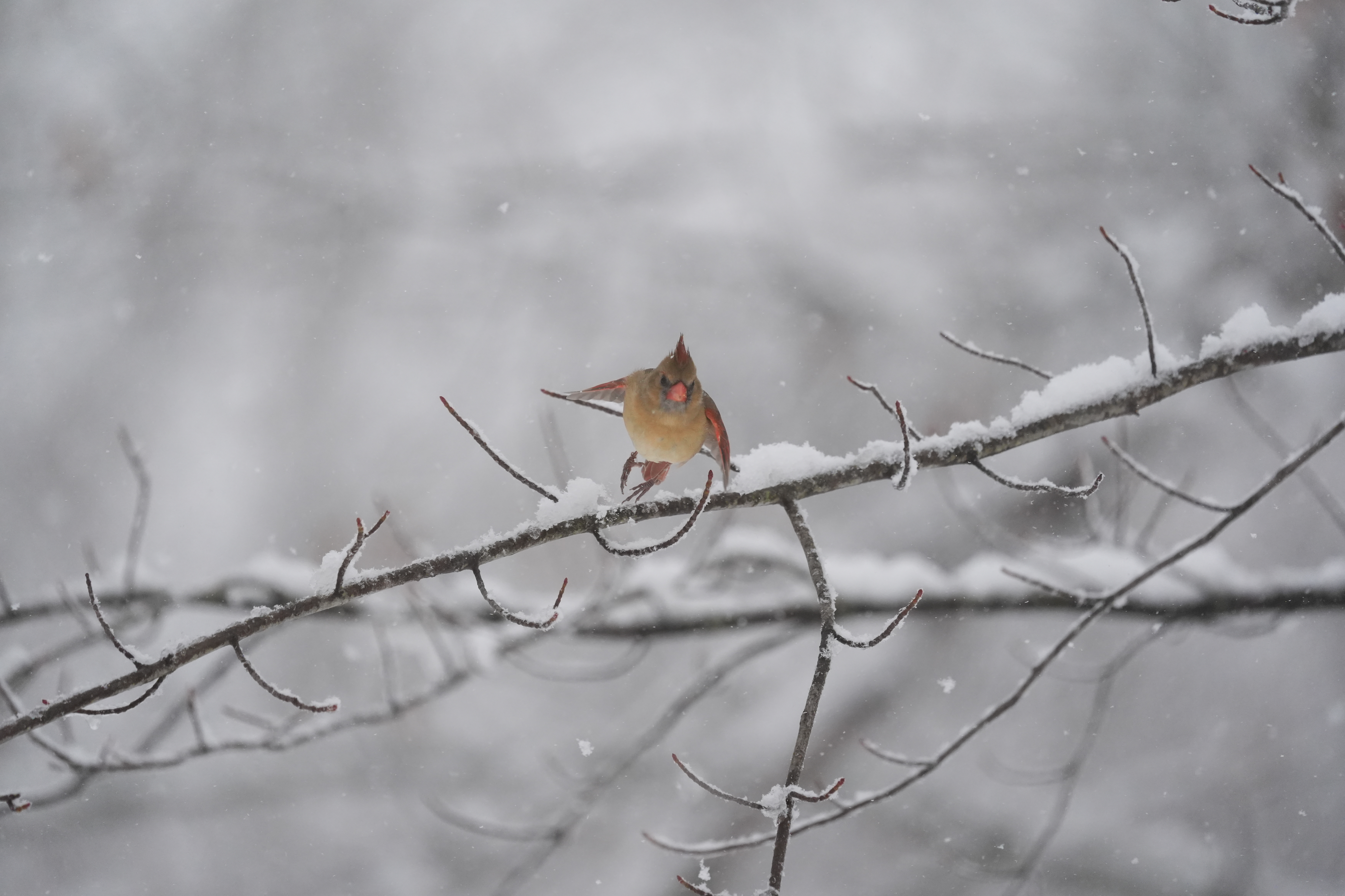 A bird photo taken with the Sony A7 V and FE 200-600mm f/25.6-6.3 G OSS