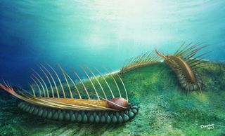 Ancient Helmet-Wearing Wormy Creature Was Covered in 'Cocktail Sticks