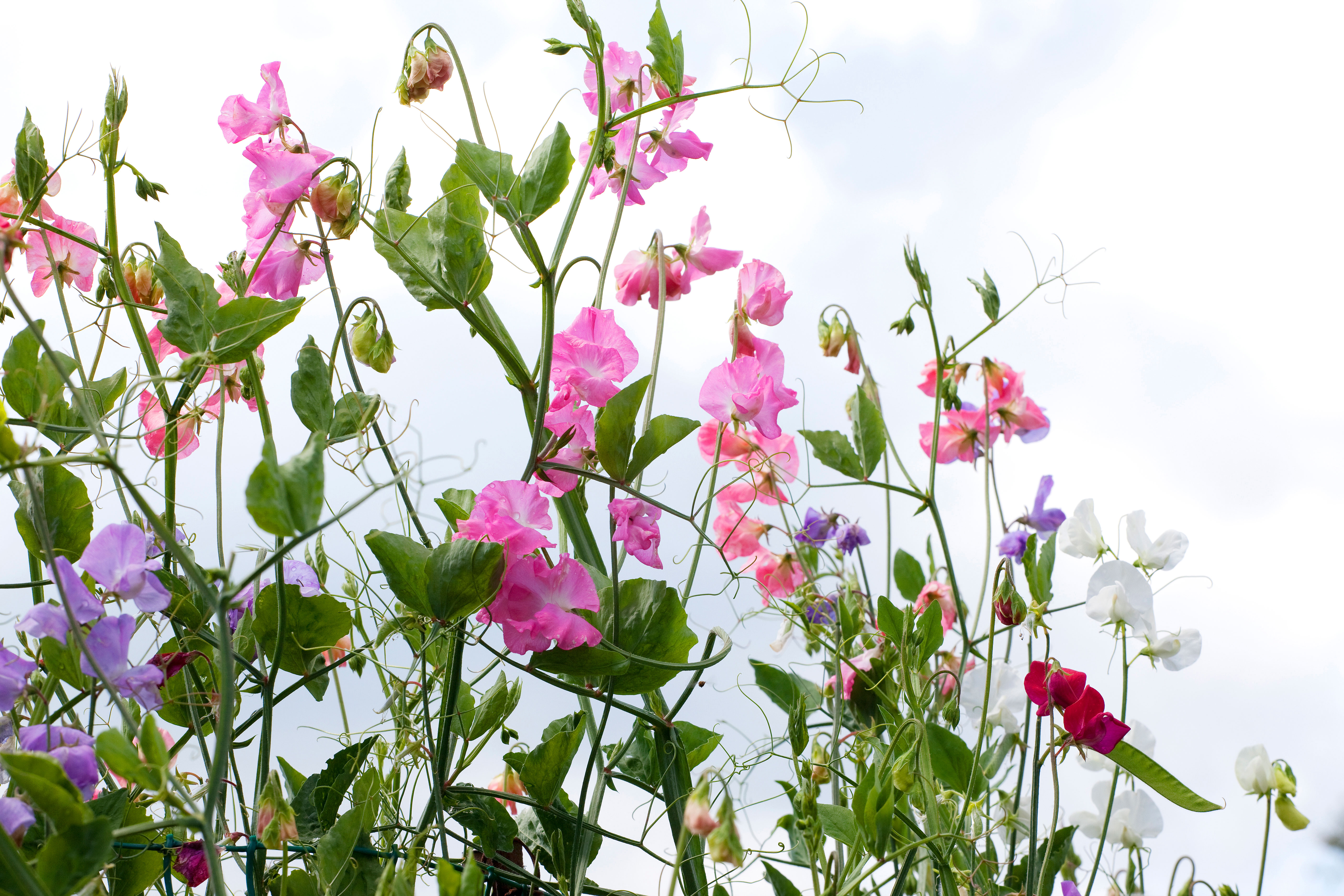 sweet peas