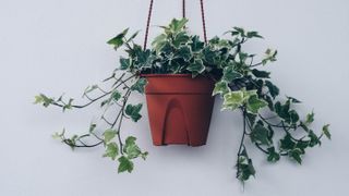 English Ivy in a hanging pot