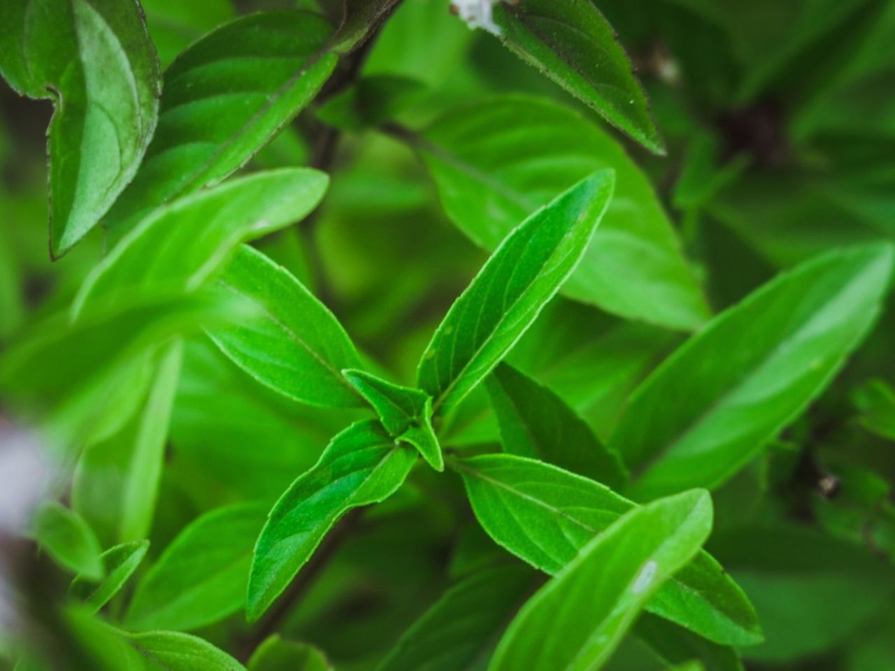 Green Citrus Basil Plant