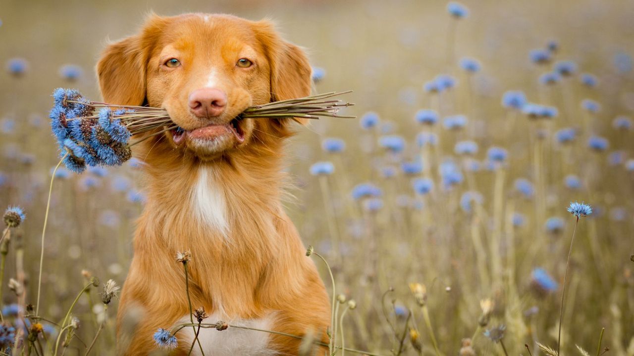 A dog holds a bouquet of blue flowers in its mouth