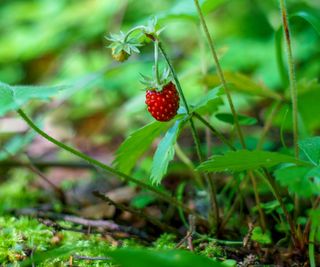Alpine strawberries growing wild in a forest