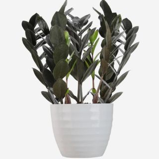 A raven ZZ plant with dark leaves against a plain background