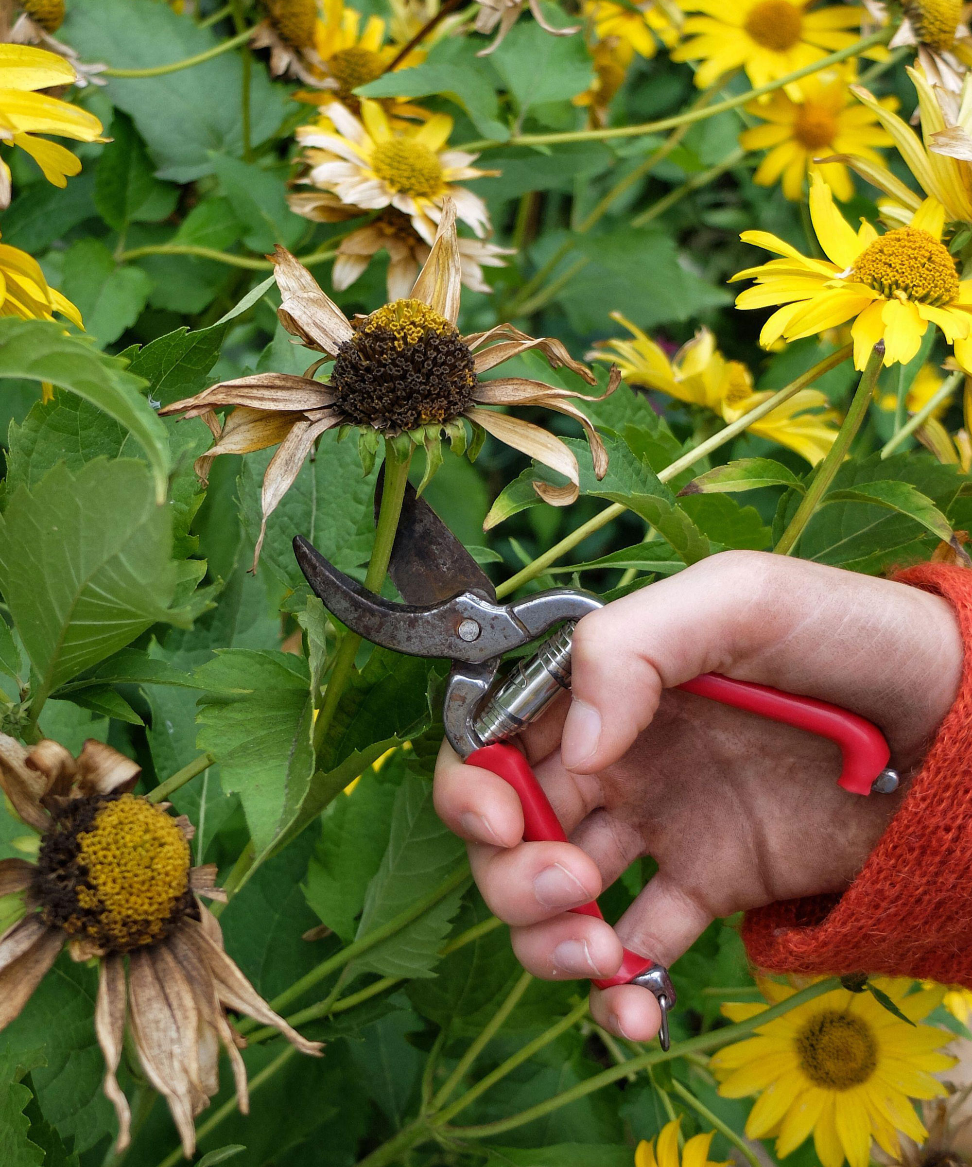 deadheading sunflowers with red secateurs held by a hand in a red jumper