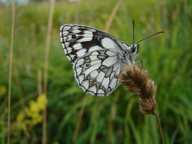 Marbled white butterfly relocated species