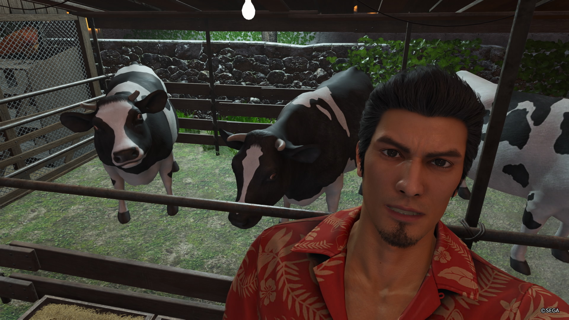 Yakuza Kiwami 3 &amp;amp; Dark Ties showing Kiryu spending time with animals