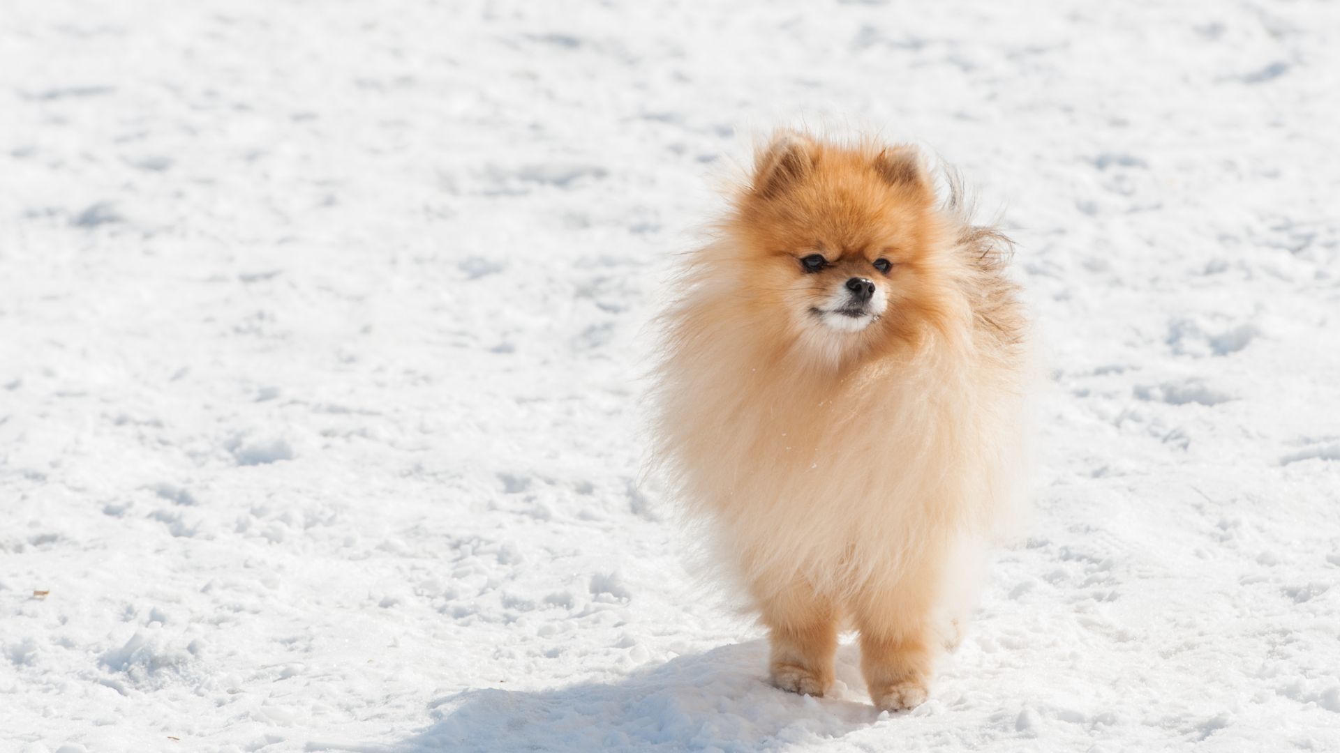 pomeranian stood in the snow