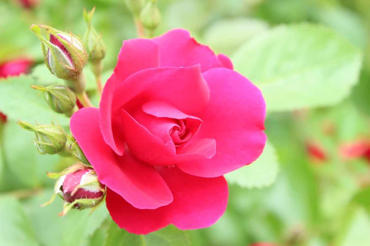 rose