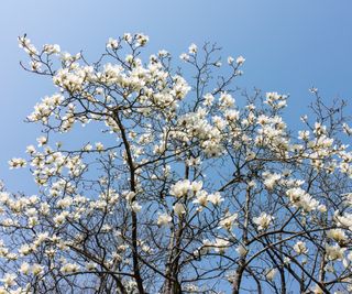 flowering Star magnolia tree