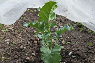 protecting broccoli plants with net