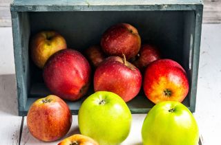 How to feel fuller for longer: Eat an apple