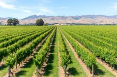 Vineyard scene in Marlborough, New Zealand