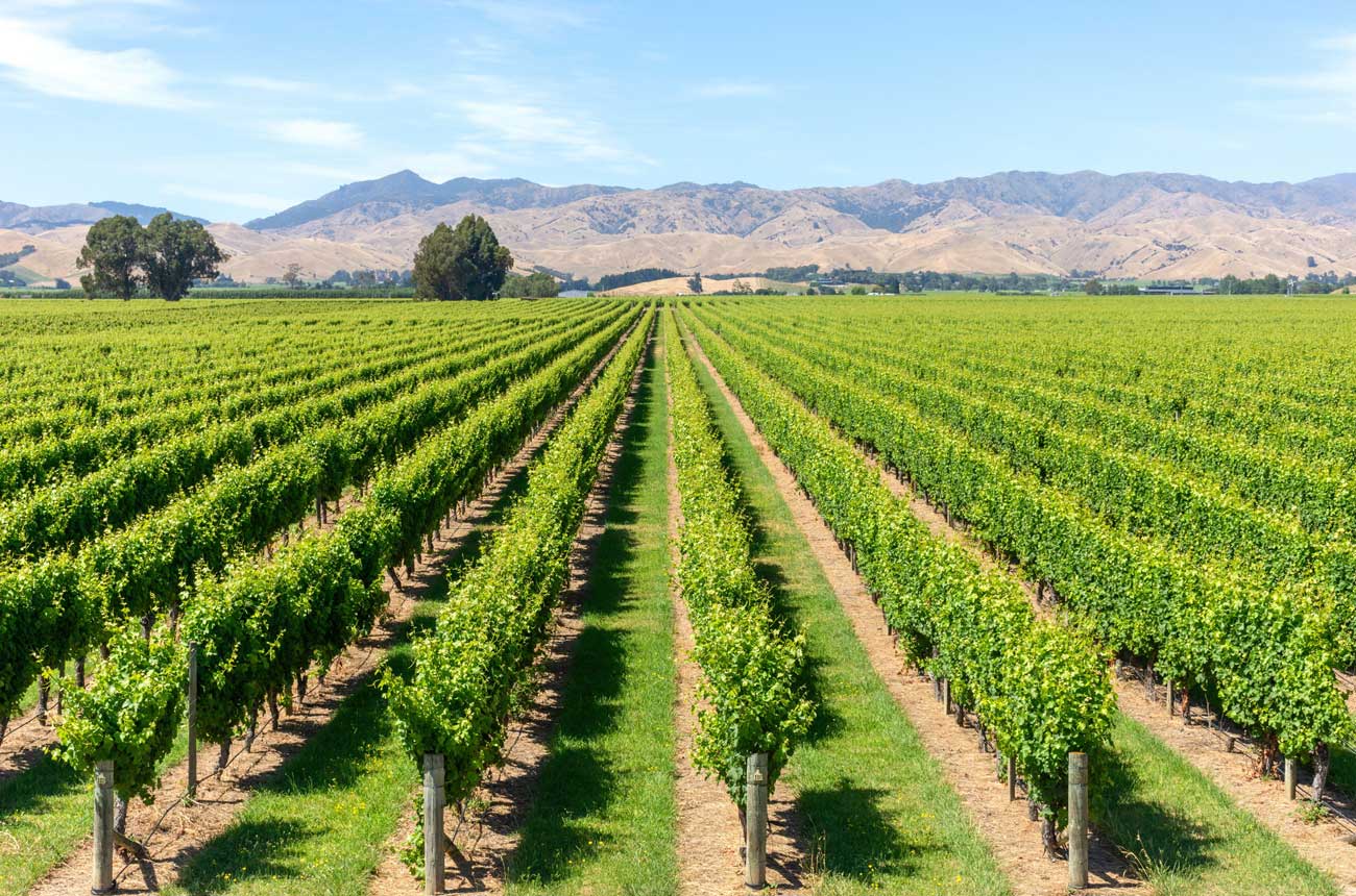 Vineyard scene in Marlborough, New Zealand