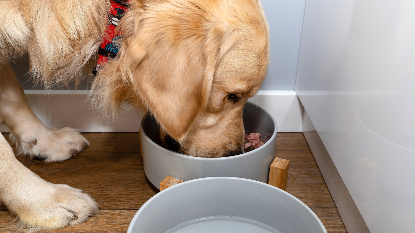 Dog eating wet dog food out of bowl