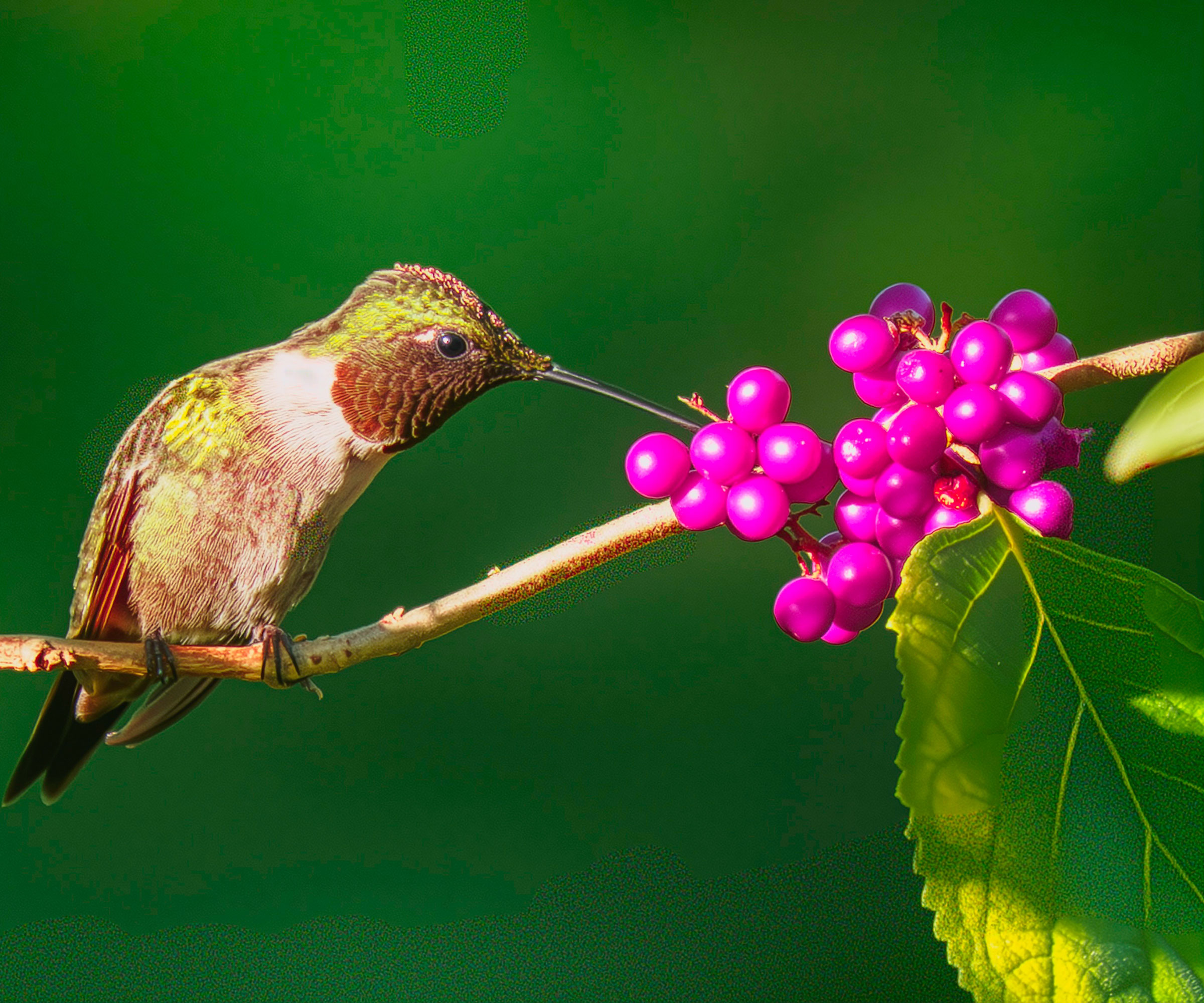hummingbird sitting on American beautyberry branch and nibbling pink berries