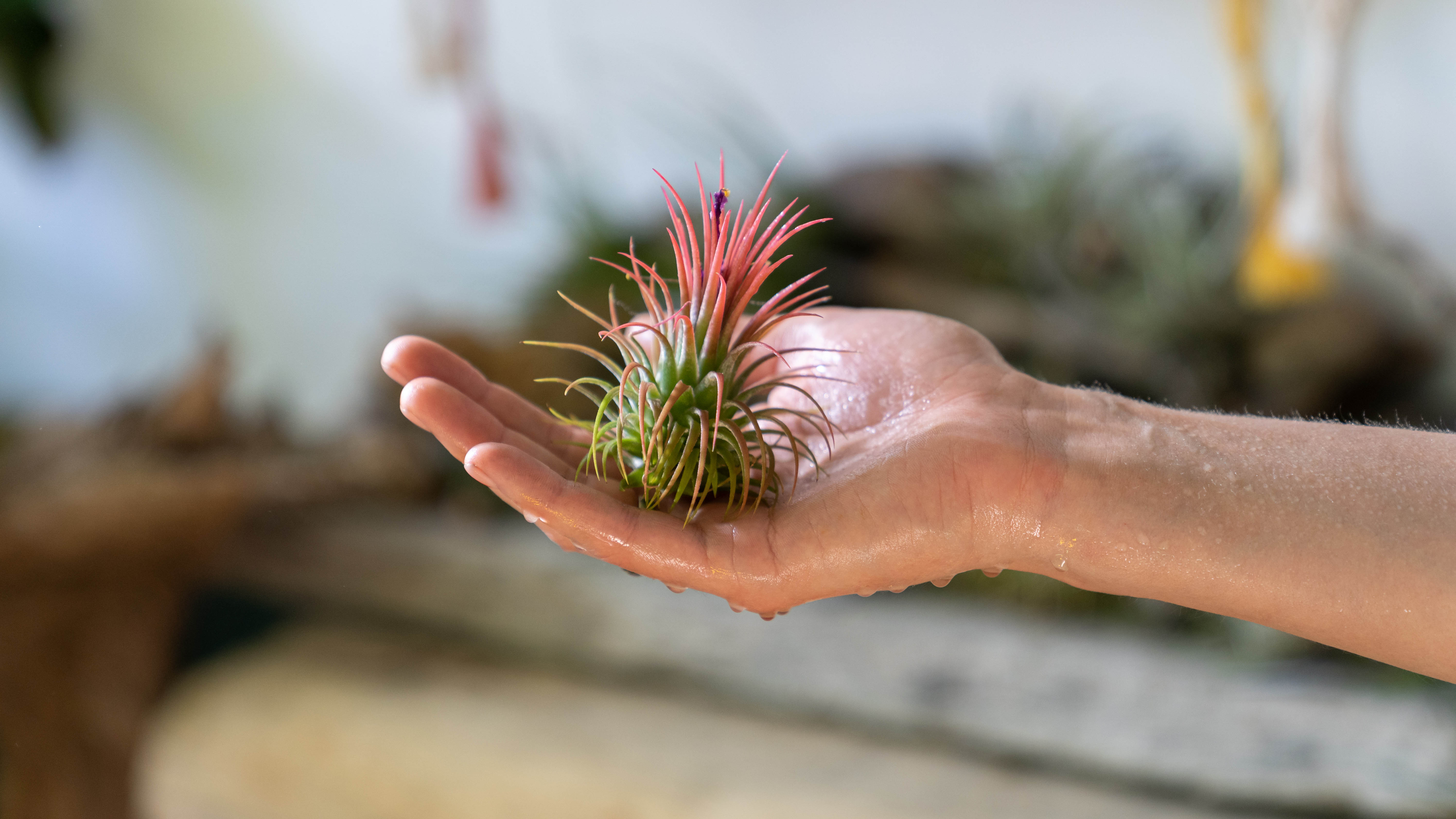 A wet hand holding an air plant