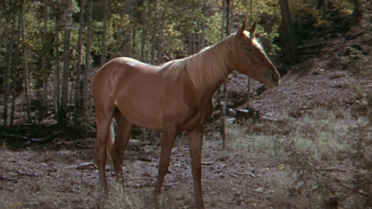 The Best Horse Movies And How To Watch Them