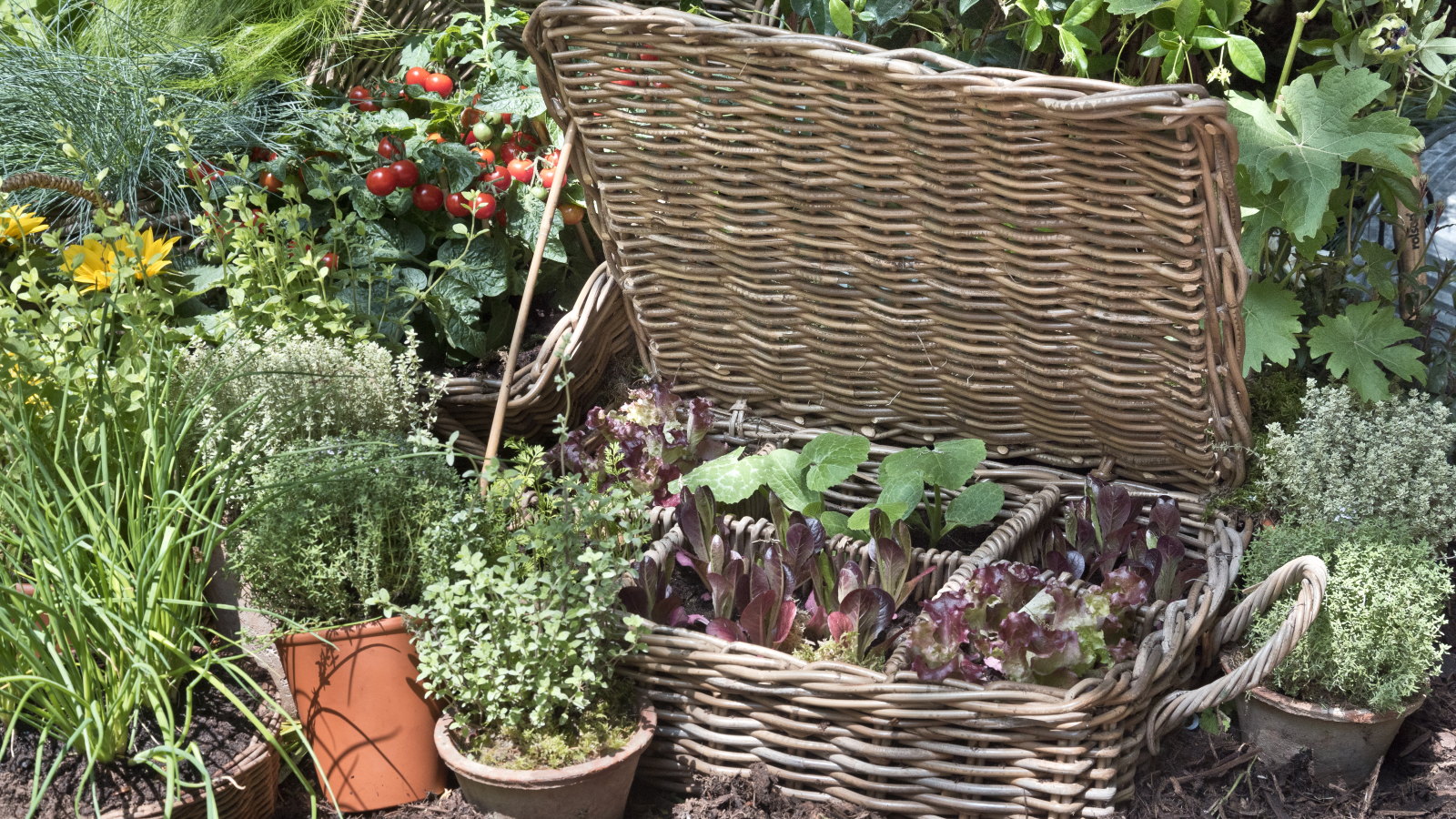 Various vegetable plants growing in wicker containers and terracotta pots