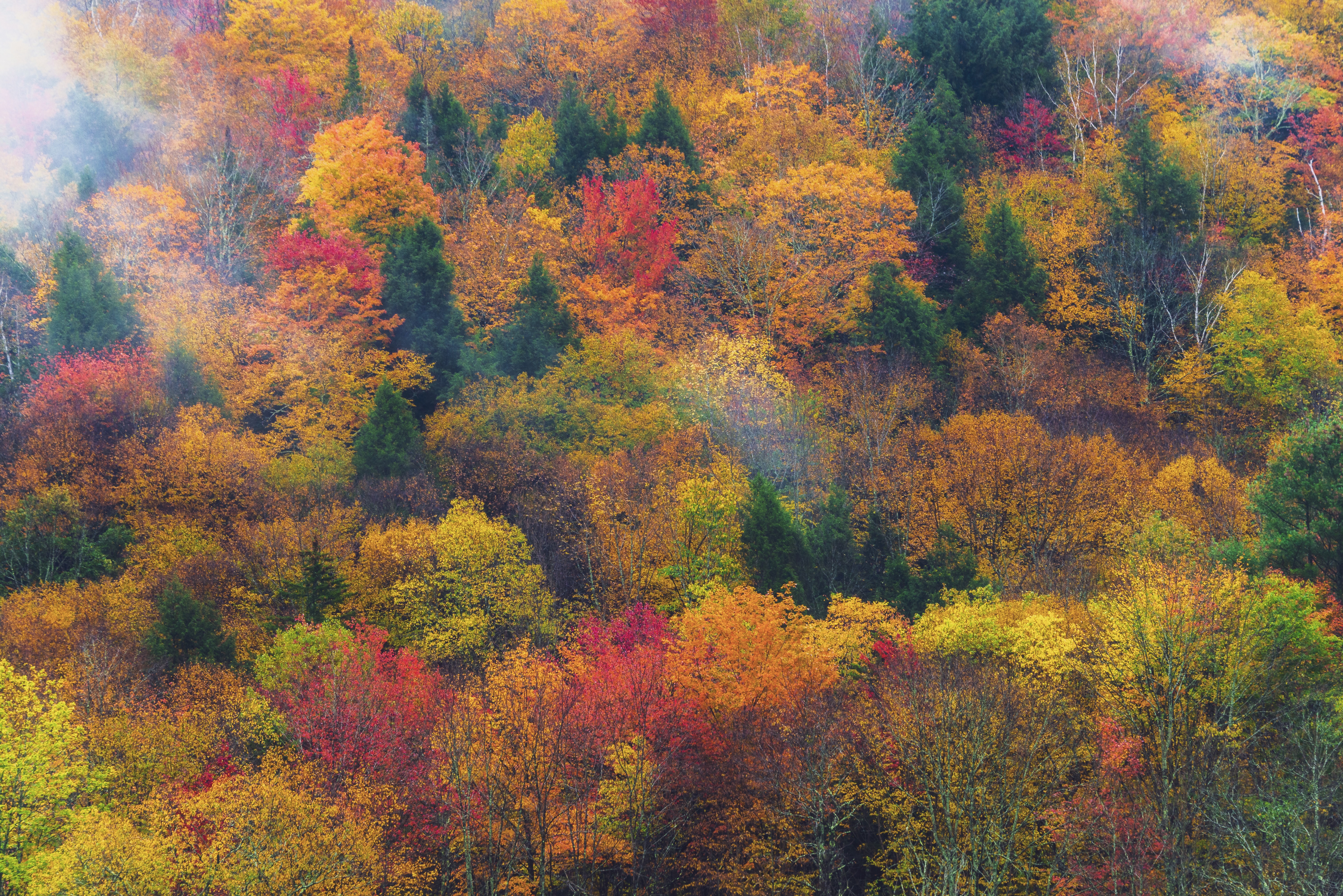 Yellow, red and orange foliage in Vermont